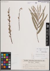 Foto von Salix elaeagnos Scop. x Salix viminalis L.